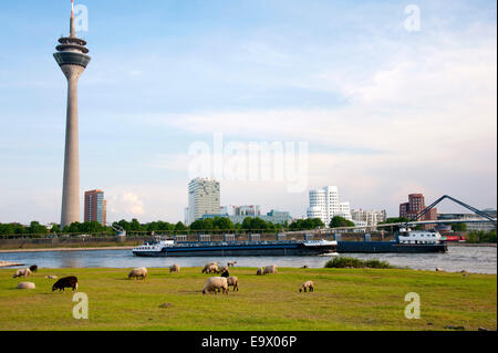 Schafe grasen auf den grünen Wiesen an den Ufern des Flusses Rhein in Düsseldorf-Oberkassel gegenüber Rheinturm und Gehry b Stockfoto