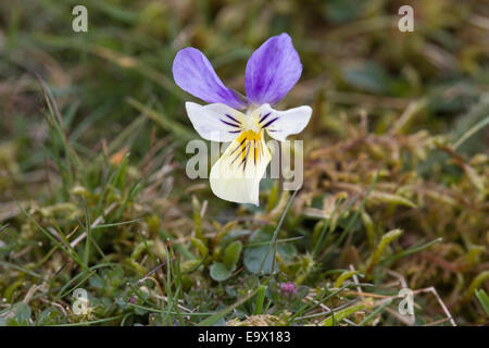 Berg-Stiefmütterchen (Viola Lutea), Moor-Haus Naturschutzgebiet, obere Teesdale, North Pennines AONB, UK Stockfoto