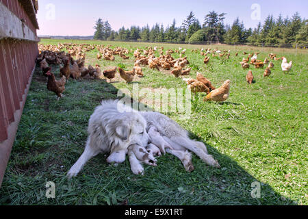 Pyrenäenberghund Mutter mit Welpen eine Woche alt, kostenlose Roaming-Eco-Bio-Hühner. Stockfoto