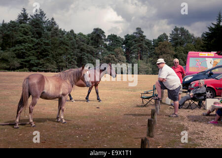 Mann mittleren Alters, Blick auf New Forest Ponys Stockfoto