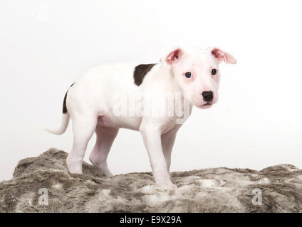 Staffy 9 Wochen alten Welpen Stockfoto