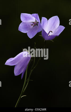 Glockenblume (Campanula Rotundifolia), Schottland, Vereinigtes Königreich Stockfoto