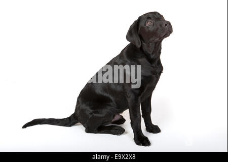 Labrador Hund 4 Monate alt in Studio UK Stockfoto