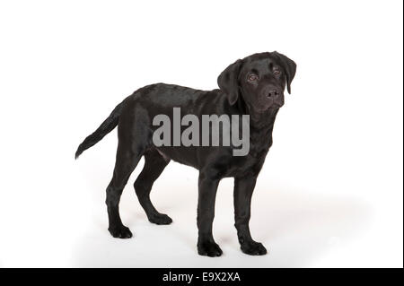 Labrador Hund 4 Monate alt in Studio UK Stockfoto