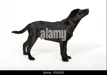 Labrador Hund 4 Monate alt in Studio UK Stockfoto