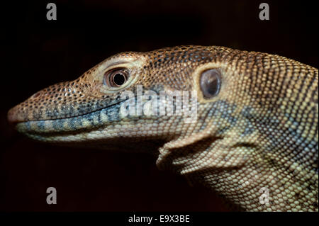 Mertens Wasser Monitor Varanus Mertensi Australien Stockfoto