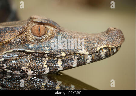 Cuviers Zwerg Caiman Paleosuchus Palpebrosus Südamerika Stockfoto