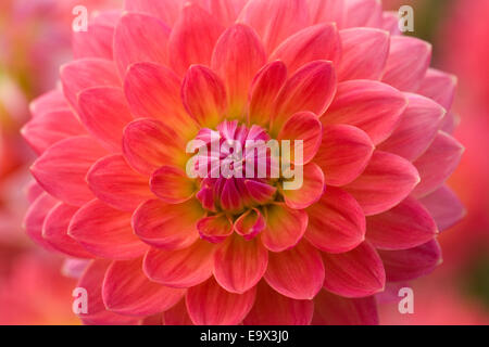 Dahlie "Kilburn Rose". Seerose-Dahlie hautnah. Stockfoto