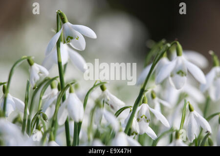 Schneeglöckchen (Galanthus Nivalis), Howick Hall, Northumberland, UK Stockfoto