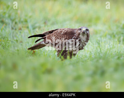 Wilde Mäusebussard Buteo Buteo am Boden Fütterung Stockfoto