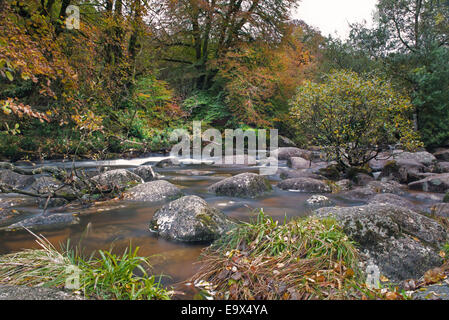 Die Fluss Dart, bei Dartmeet, Dachse Holt, Dartmoor National Park, South Devon, England, Uk. Stockfoto