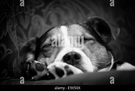 Eine Nahaufnahme eines schlafenden Jack Russell Terrier liegen auf einem Sofa. Stockfoto