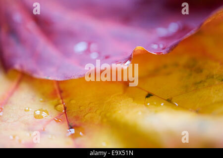 Closeup abstrakten Detail aus Ahorn verlässt (Acer Platanoides), im Herbst, UK Stockfoto