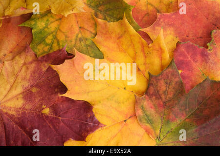 Spitz-Ahorn Blätter (Acer Platanoides), im Herbst, UK Stockfoto