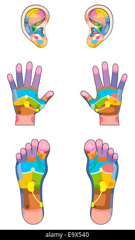 Reflexzonen - Ohren, Hände und Füße mit der entsprechenden inneren Organe und Körperteile gefärbt. Stockfoto