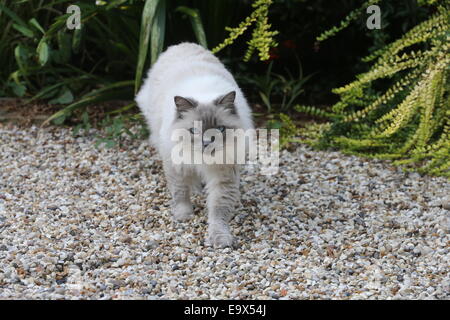 RAGDOLL KATZE IN EINEM GARTEN AUF DER PIRSCH Stockfoto