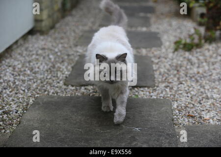 RAGDOLL KATZE IN EINEM GARTEN AUF DER PIRSCH Stockfoto