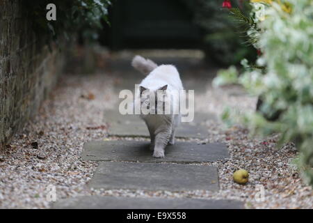 RAGDOLL KATZE IN EINEM GARTEN AUF DER PIRSCH Stockfoto