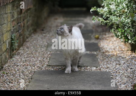 RAGDOLL KATZE IN EINEM GARTEN AUF DER PIRSCH Stockfoto