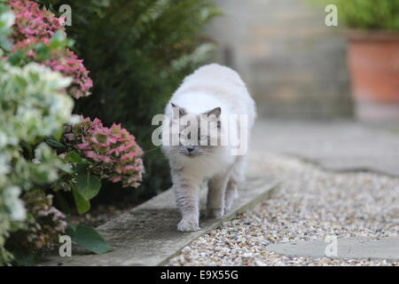 RAGDOLL KATZE IN EINEM GARTEN AUF DER PIRSCH Stockfoto