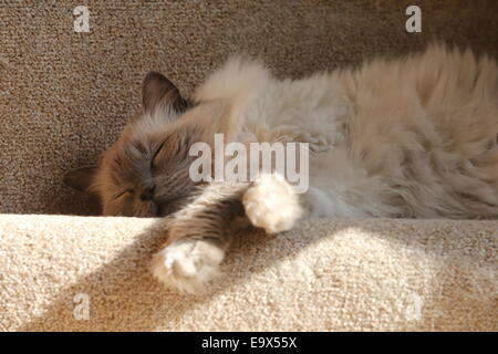 RAGDOLL KATZE SCHLÄFT IN EINEM HAUS AUF DER TREPPE Stockfoto