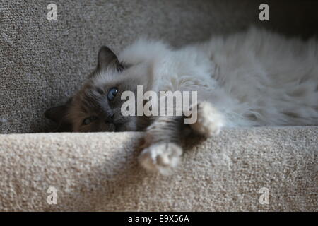 RAGDOLL KATZE SCHLÄFT IN EINEM HAUS AUF DER TREPPE Stockfoto