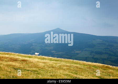 Einsame Schafe auf den Tafelberg mit Zuckerhut in der Ferne. Die schwarzen Berge. Brecon Beacons National Park. Wales. Stockfoto