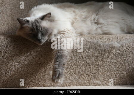 RAGDOLL KATZE SCHLÄFT IN EINEM HAUS AUF DER TREPPE Stockfoto