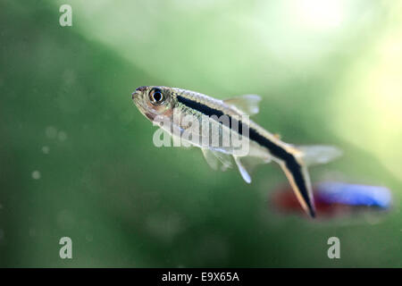 Pinguin Tetra Fisch Thayeria Boehlkei Stockfoto