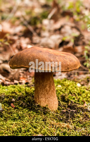 Steinpilze Pilze auf dem Wurf (Boletus Edulis) Stockfoto