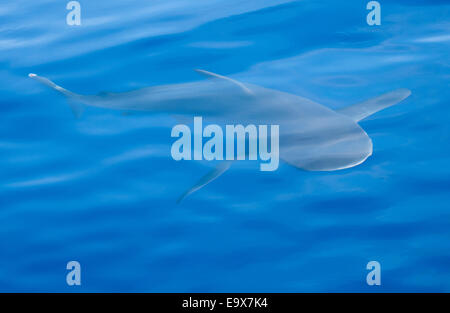 Galapagos Shark vor der Küste von Hawaii Stockfoto