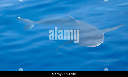 Galapagos Shark vor der Küste von Hawaii Stockfoto