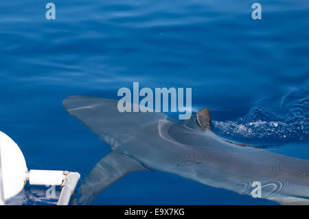 Galapagos Shark vor der Küste von Hawaii Stockfoto