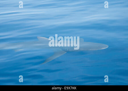 Galapagos Shark vor der Küste von Hawaii Stockfoto