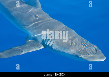 Galapagos Shark vor der Küste von Hawaii Stockfoto