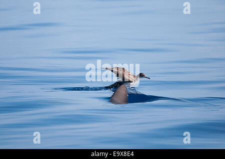 Galapagos Shark vor der Küste von Hawaii Stockfoto