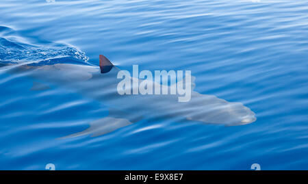 Galapagos Shark vor der Küste von Hawaii Stockfoto