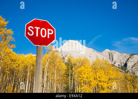Espe Bäume im Herbst Farbe und Stop-Schild entlang der der Bow Valley Parkway, Banff Nationalpark, Alberta, Kanada Stockfoto