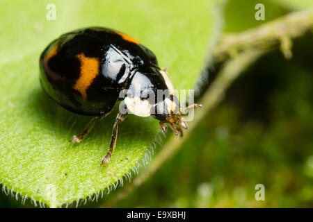 Schwarz mit vier roten Flecken Spectabilis Form von der Harlekin-Marienkäfer, Harmonia axyridis Stockfoto