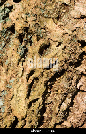 Entsteint und gerippte Rinde der Korkeiche, Quercus suber Stockfoto