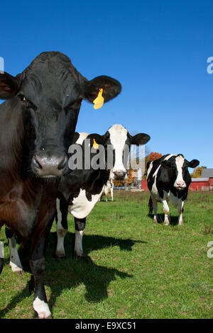 Vieh - Holstein Milchkühe auf einer grünen Weide mit Molkerei Gebäude im Hintergrund / nahe Granby, Connecticut, USA. Stockfoto