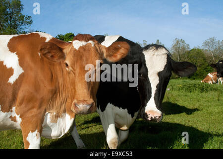 Vieh - Guernsey und Holstein Kühe auf einer grünen Weide / nahe Granby, Connecticut, USA. Stockfoto