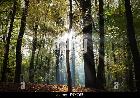 Geheimnisvolle dunkle Wald Herbstlandschaft mit Sonnenstrahlen. Stockfoto