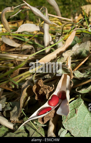 Kathy, Ag, Landwirtschaft, landwirtschaftliche, Niere, Bohnen Stockfoto