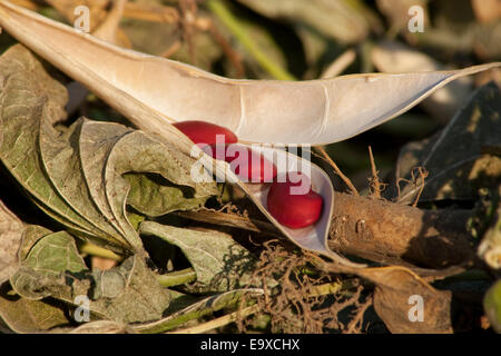 Kathy, Ag, Landwirtschaft, landwirtschaftliche, Niere, Bohnen Stockfoto