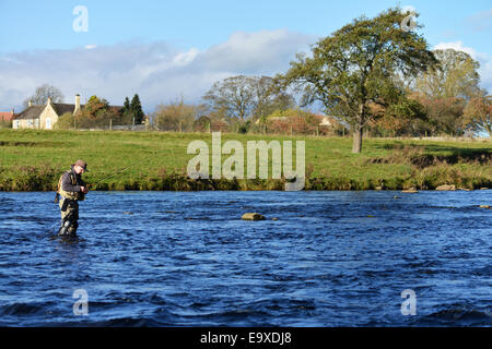 Mann-Fliegenfischen auf dem River Tees in der Grafschaft Durham Stockfoto