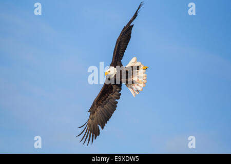 Reifen Weißkopfadler im Flug Stockfoto