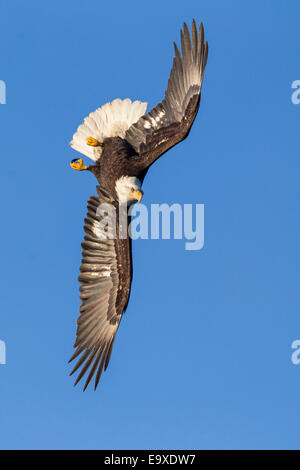 Reifen Weißkopfadler im Flug Stockfoto