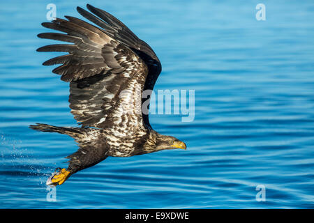 Reifen Weißkopfseeadler Angeln in Alaska Stockfoto