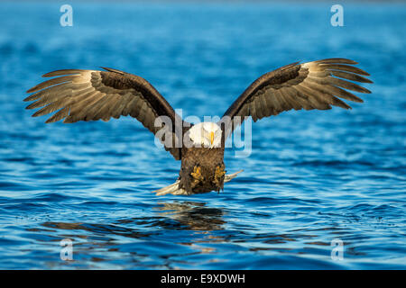 Reifen Weißkopfseeadler Angeln in Alaska Stockfoto